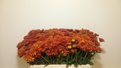 Chrysanth Spray Bella 53cm 40gr.