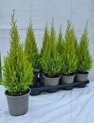 Cupressus Goldcrest Wilma 14Ø 60cm