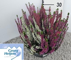 Calluna Garden Girls Quattro Girls Mix In Pot 23Ø 30cm