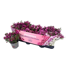 Gaultheria Mucronata 10Ø 15cm