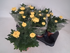 Chrysanth Cosmo Yellow 12Ø 30cm