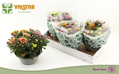 Chrysanth Elixer 23Ø 25cm