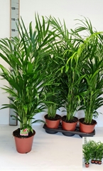 Dypsis Lutescens 19Ø 110cm