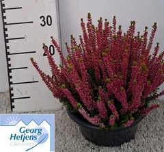 Callu Gg Lilith 23Ø 30cm