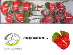 Anthurium Amigo Improved 15cm Hd