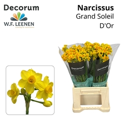 Narcissus Spray Grand Soleil D'Or 45cm