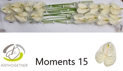 Anthurium Moments 7cm Hd