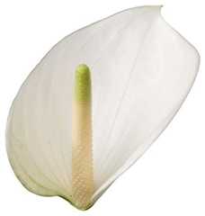 Anthurium Whisper 9cm Hd