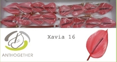 Anthurium Xavia 11cm Hd