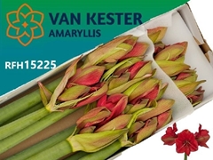Hippeastrum Hercules 80cm
