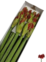 Hippeastrum Ferrari 75cm