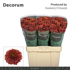 Chrysanth Santini Doria Cherry 55cm 48gr.