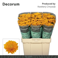 Chrysanth Santini Ellison Orange 55cm 48gr.