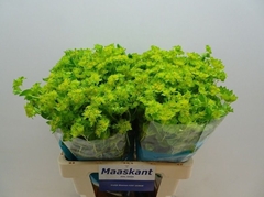 Bupleurum Rotundifolium 60cm