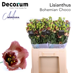 Eustoma Single Bohemian Choco 60cm