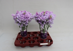Lathyrus Winter Sunshine Lavender 35cm