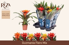 Guzmania Mix 3 Kinds 12Ø 35cm