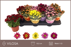 Chrysanth Swifty Mix 10Ø 18cm