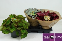 Begonia Leaf Beleaf Mix 17Ø 32cm