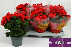 Begonia Double Baladin 14Ø 35cm
