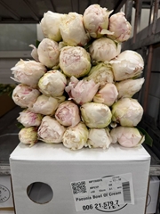 Paeonia Bowl Of Cream 55cm