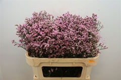 Limonium Sinense Blush Diamond 70cm 25gr.