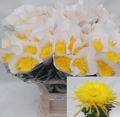 Chrysanth Single Spider Cuivre 80cm 100gr.