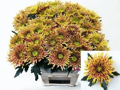 Chrysanth Single Tula Autumn 80cm 125gr.