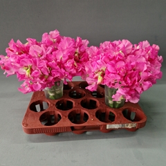 Lathyrus Winter Sunshine Pink 25cm