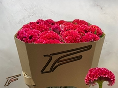 Celosia Coral Diamond 80cm