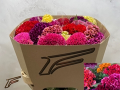 Celosia Mix 80cm