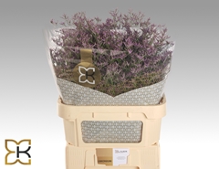 Limonium Safora Dark Blue 80cm 40gr.