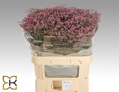 Limonium Sinense Tiffany Diamond 80cm 35gr.