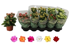Kalanchoe Double Rosaline Mix 12Ø 27cm