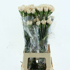 Dianthus Single Apple Tea 65cm