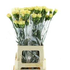 Dianthus Single Janeiro 65cm