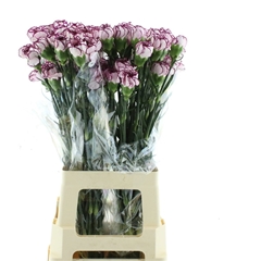 Dianthus Single Royal Damascus 65cm