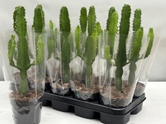 Euphorbia Candelabrum 12Ø 30cm
