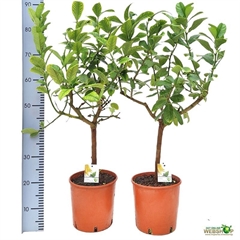 Citrus Digitata 21Ø 85cm