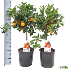 Citrus Microcarpa 21Ø 65cm