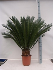 Cycas Revoluta 24Ø 95cm