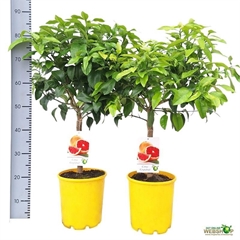 Citrus Paradisi 21Ø 80cm