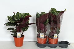 Calathea Medallion 19Ø 60cm
