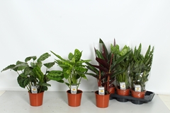 Calathea Mixed 4 Varietys 17Ø 65cm