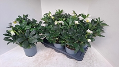Helleborus Mon Blanc 17Ø 40cm