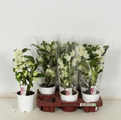 Dendrobium Star Class Apollon 12Ø 40cm 2st