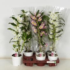 Dendrobium Mix 12Ø 60cm 1st