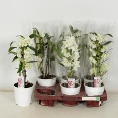 Dendrobium Star Class Apollon 12Ø 45cm 1st