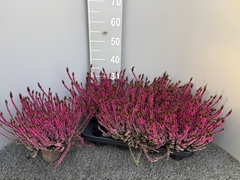 Calluna Garden Girls Mix 11Ø 25cm