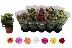 Kalanchoe Double Rosaline Mix 12Ø 27cm